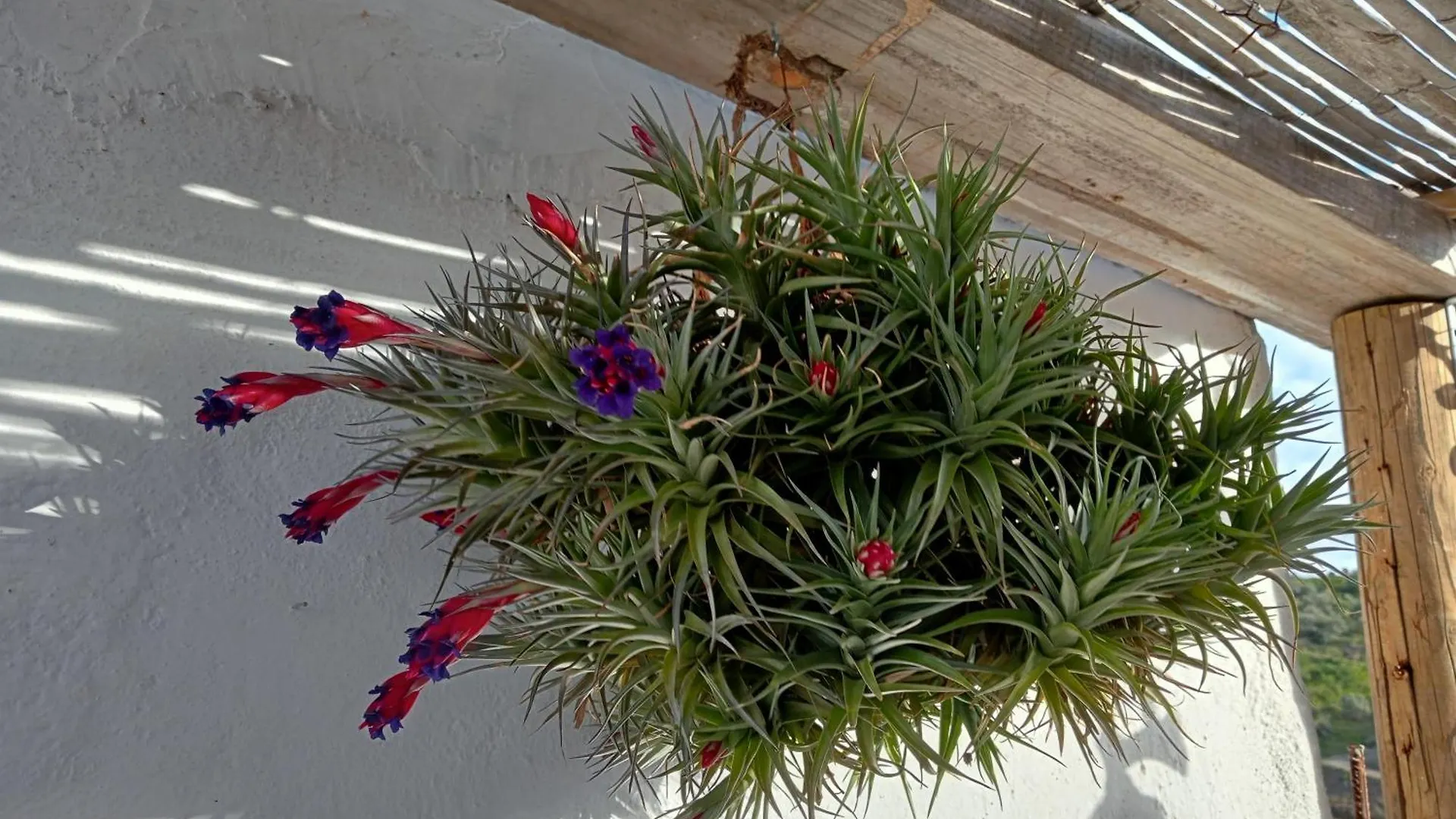 Jardin De Mucho Apartment Macharaviaya